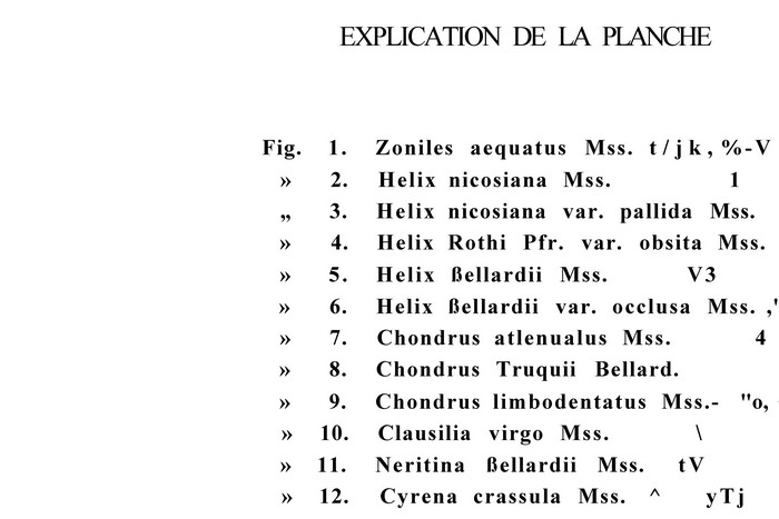 Metafruticicola nicosiana - Cipro